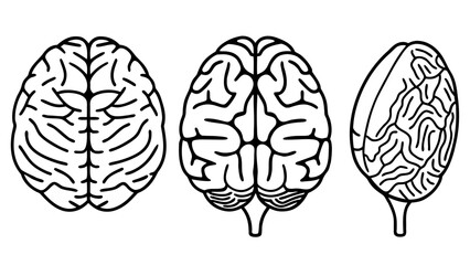Vector Human Brain Line Art
