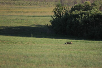Markinch Saskatchewan Prairie Wildlife and Scenery