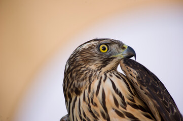 Common buzzard, Buteo buteo Centro recupero fauna selvatica. Bonassai, Alghero.SS, Sardegna. Italy