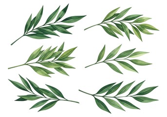 Delicate watercolor illustrations of green olive branches with numerous slender leaves on a white background