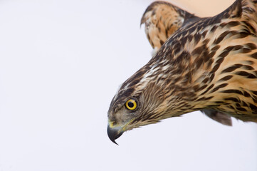 Common buzzard, Buteo buteo Centro recupero fauna selvatica. Bonassai, Alghero.SS, Sardegna. Italy
