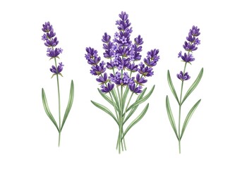 Delicate watercolor illustrations of three vibrant purple lavender stalks on a white background