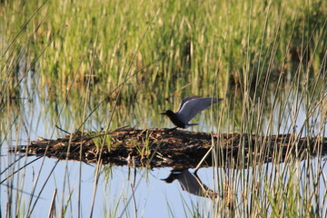 Markinch Saskatchewan Prairie Wildlife and Scenery