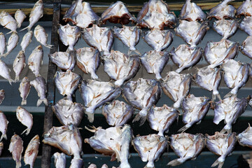 Fresh fish drying outdoors in the bright sunlight