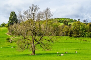 Farms over Ullswater Lake, Lake District National Park, Cumbria, England