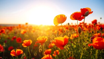 Obraz premium Vibrant poppy field at sunset