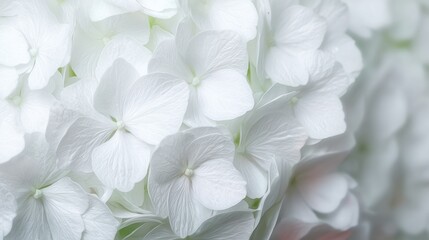 White Hydrangea Flowers Close-Up With Soft Focus. Elegant Floral Arrangement For Weddings And Decor