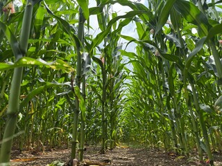 green corn field