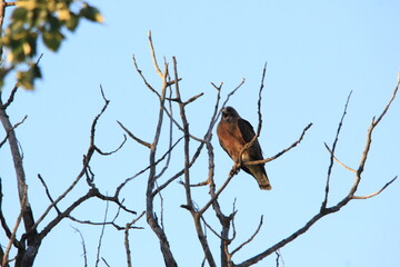 Markinch Saskatchewan Prairie Wildlife and Scenery