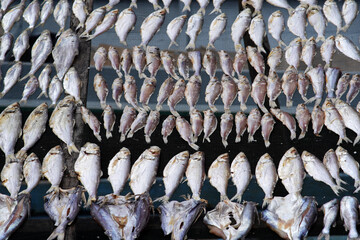 Fresh fish drying outdoors in the bright sunlight