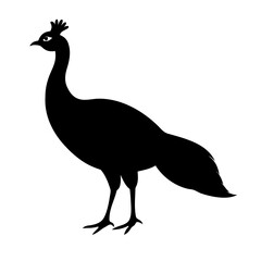 vector illustration of a peacock