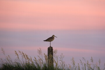 Markinch Saskatchewan Prairie Wildlife and Scenery