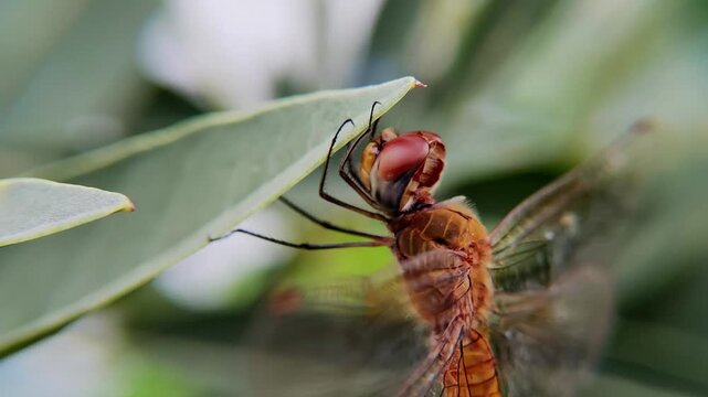 Dragonflies act as natural predators for insect pests, including rice plant pests such as brown planthoppers and stem borers.