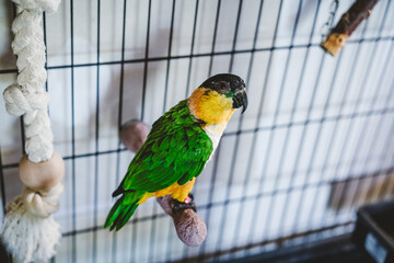 Black-Headed Caique Parrot with Bright Plumage