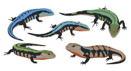 Fototapeta premium Blue-tongue skinks in various poses and colors on white background 