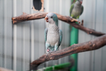 Blue Parrot with White Face, Captive Avian