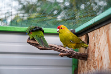 Yellow and Green Parrot with Red Crown, Aviary Habitat