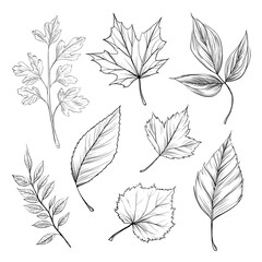 A modern set of hand-drawn black outlines in Doodle style features various types of leaves including oak, maple, birch, Rowan, and aspen on a white background