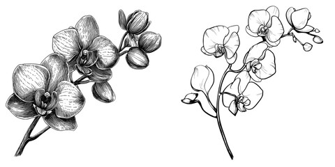 Black and white modern illustration of a hand drawn phalaenopsis orchid branch, isolated on white, is presented