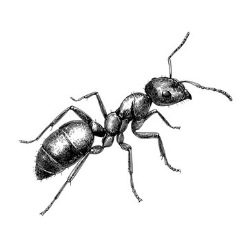black ant detailed drawing on white clip art preview