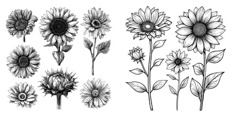 The Sketch Floral decorative set features sunflower drawings in black and white line art isolated on white backgrounds as hand drawn botanical illustrations with modern elements