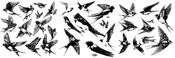 Obraz premium Birds in flight congregate in a group, as depicted in a cartoon illustration of hand-drawn swallows engaged in a struggle, showcasing various poses, designed for children and set against a white