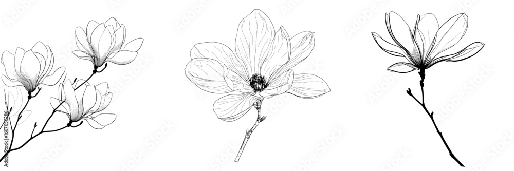 Poster the magnolia flower is illustrated in a modern style using continuous line art, with a minimalist bl