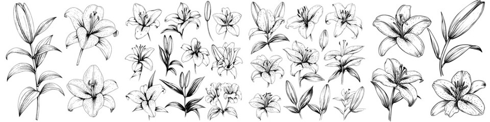 A hand drawn contour illustration featuring a linear style set of white lilies isolated on a white background, forming a white lily collection, presented in a modern illustration style