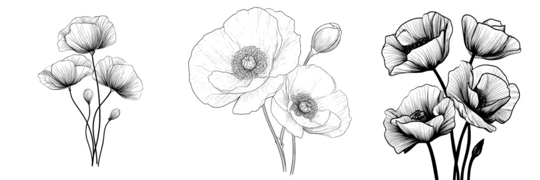 The white poppies collection is showcased through a modern illustration, utilizing a linear style and hand drawn contour of flowers set against a white background
