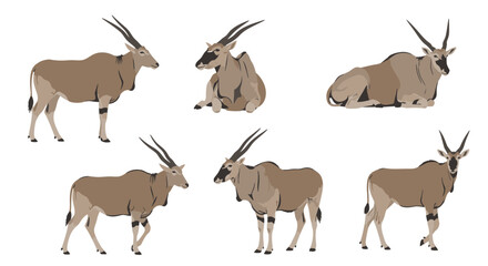 Obraz premium Group of eland antelopes in various poses and orientations 