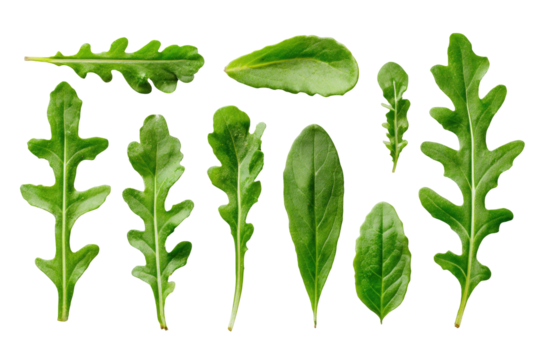 Close-up view of various green leaves,  arranged in a  grid pattern,  isolated on black background.  Fresh, vibrant, and healthy