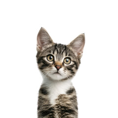 Obraz premium Cute Tabby Kitten with Striking Eyes Posing Frontally Against a Plain Background