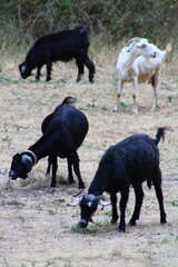 Goats Grazing in a Field Wildlife and Nature Scene