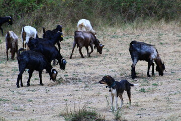 Goats Grazing in a Field Wildlife and Nature Scene