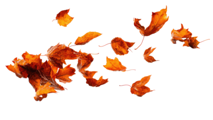 Autumn leaves scattered in flight against a dark background