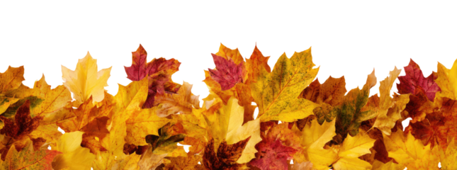 Autumn leaves in a pile