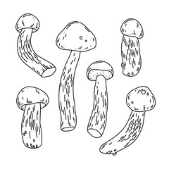 Vector line art illustration of forest mushrooms aspen boletes on white background