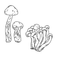 Vector line art of forest mushrooms aspen boletes and honey mushrooms on white background