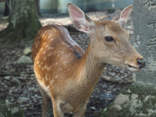 奈良公園の鹿