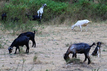 Goats Grazing in a Field Wildlife and Nature Scene