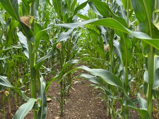 green corn field