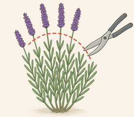 Lavender Pruning with Garden Shears, Herbal Plant Care, Gardening Illustration, Step-by-Step Instructional Artwork