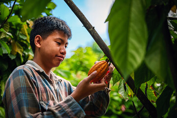 A young cocoa farmer is harvesting ripe yellow cacao pods in a cocoa plantation.