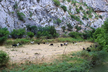 Goats Grazing in a Field Wildlife and Nature Scene
