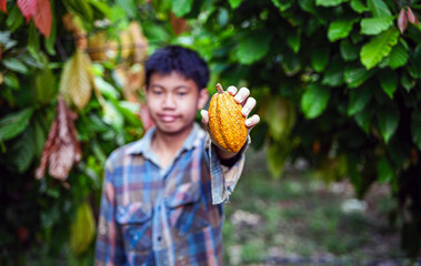 A young cocoa farmer is harvesting ripe yellow cacao pods in a cocoa plantation.