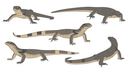 Fototapeta premium Nile Monitor lizard illustrations in various poses and angles 