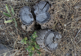 Trunks cut at the base