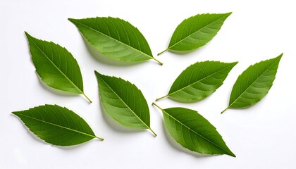 Obraz premium Fresh green leaves arranged on a white background