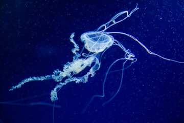 Ethereal Jellyfish Floating in Deep Blue Light