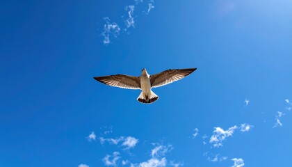 Seagull soaring in a clear blue sky